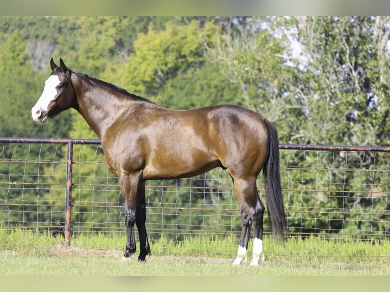 Paint Horse Hongre 4 Ans 152 cm Bai cerise in Athens Paint Horse Hongre 4 Ans 152 cm Bai cerise in Athens