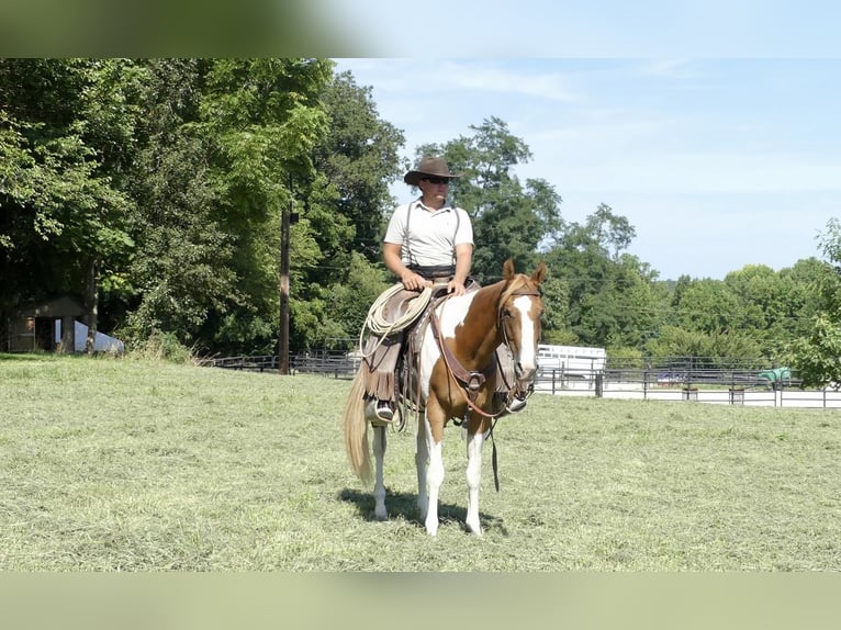 Paint Horse Hongre 4 Ans 152 cm Palomino in New Holland, PA