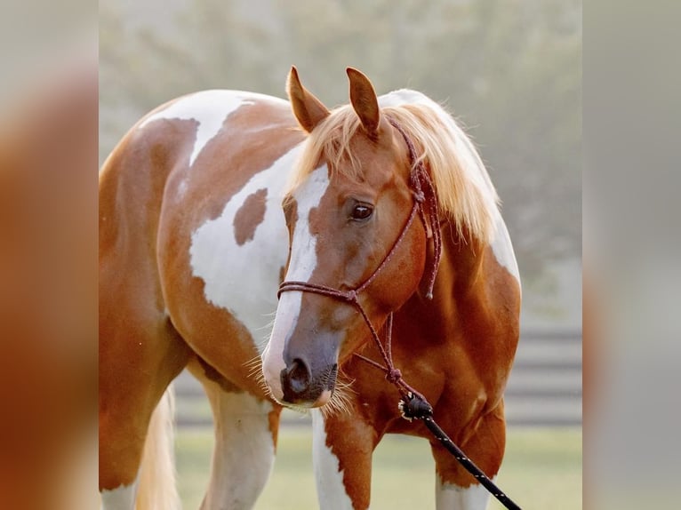 Paint Horse Hongre 4 Ans 152 cm Palomino in New Holland, PA