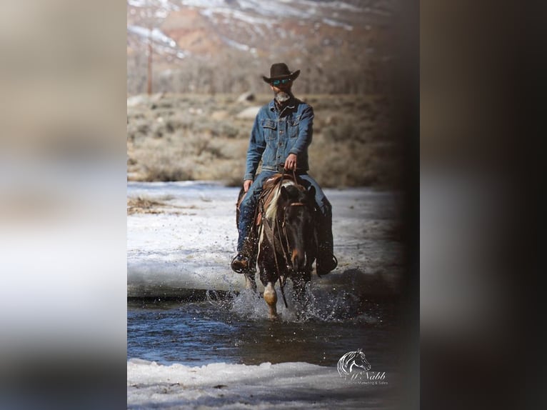 Paint Horse Hongre 4 Ans 152 cm Tobiano-toutes couleurs in Ranchester, WY