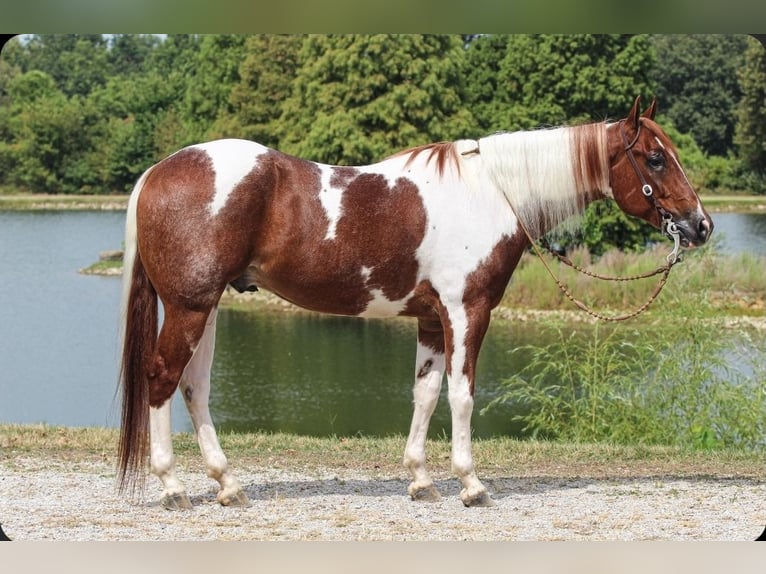 Paint Horse Hongre 4 Ans 157 cm Tobiano-toutes couleurs in Robards
