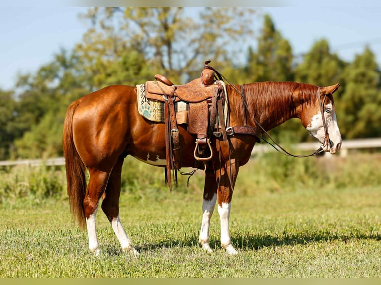 Paint Horse Hongre 4 Ans 160 cm Alezan brûlé in rusk TX