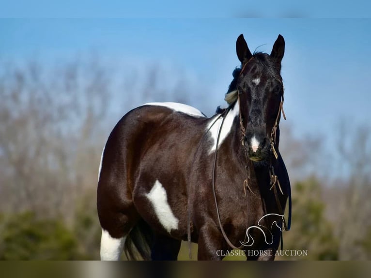 Paint Horse Hongre 5 Ans 142 cm in Somerset, KY