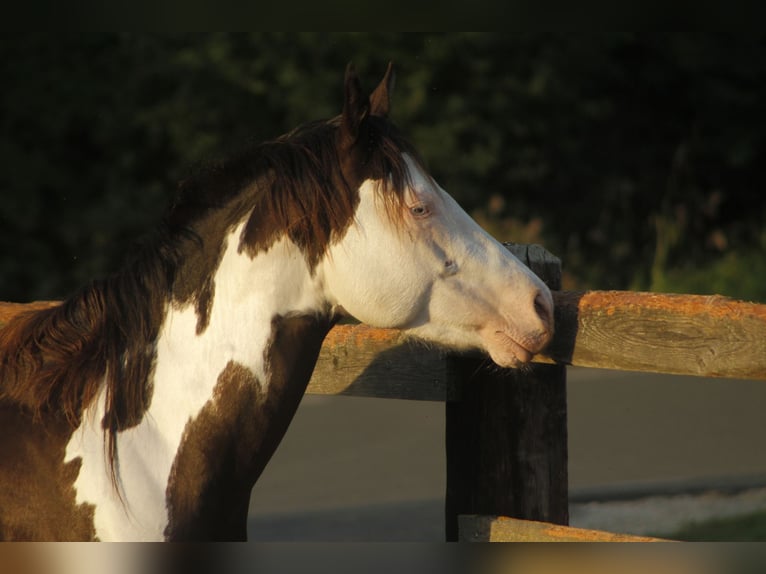 Paint Horse Hongre 5 Ans 145 cm Overo-toutes couleurs in Warburg