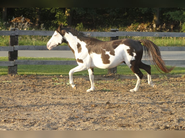 Paint Horse Hongre 5 Ans 145 cm Overo-toutes couleurs in Warburg