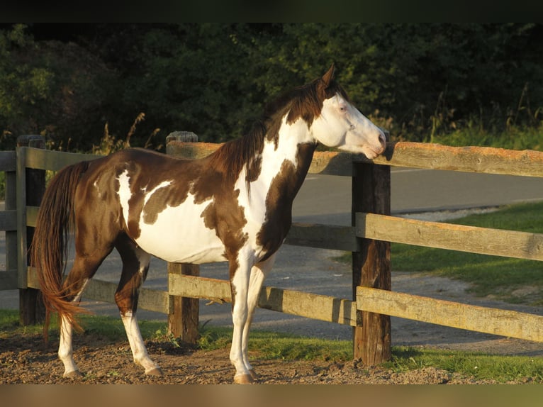 Paint Horse Hongre 5 Ans 145 cm Overo-toutes couleurs in Warburg