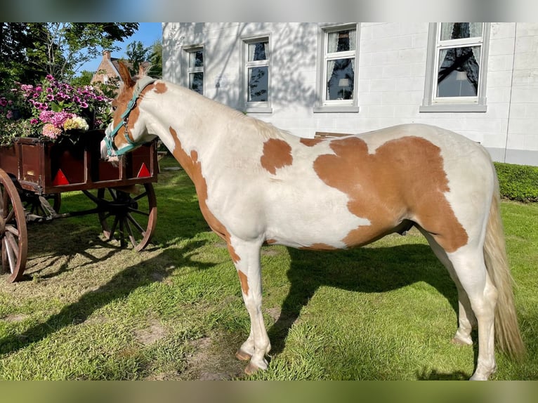 Paint Horse Hongre 5 Ans 145 cm Tobiano-toutes couleurs in Bunde