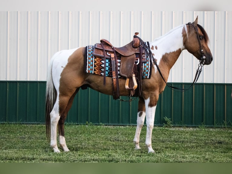 Paint Horse Hongre 5 Ans 147 cm Isabelle in Battle Creek