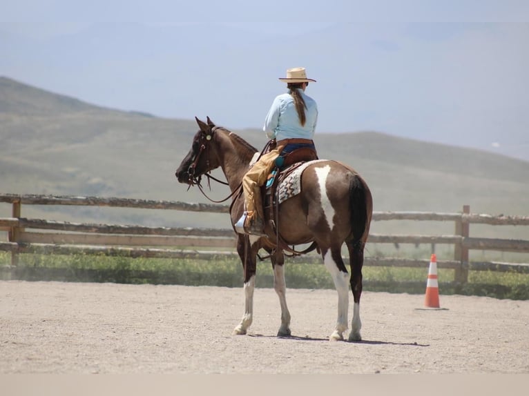 Paint Horse Hongre 5 Ans 152 cm Grullo in Great Falls, MT