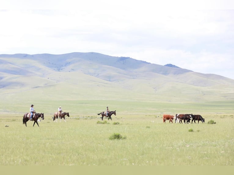 Paint Horse Hongre 5 Ans 152 cm Grullo in Great Falls, MT