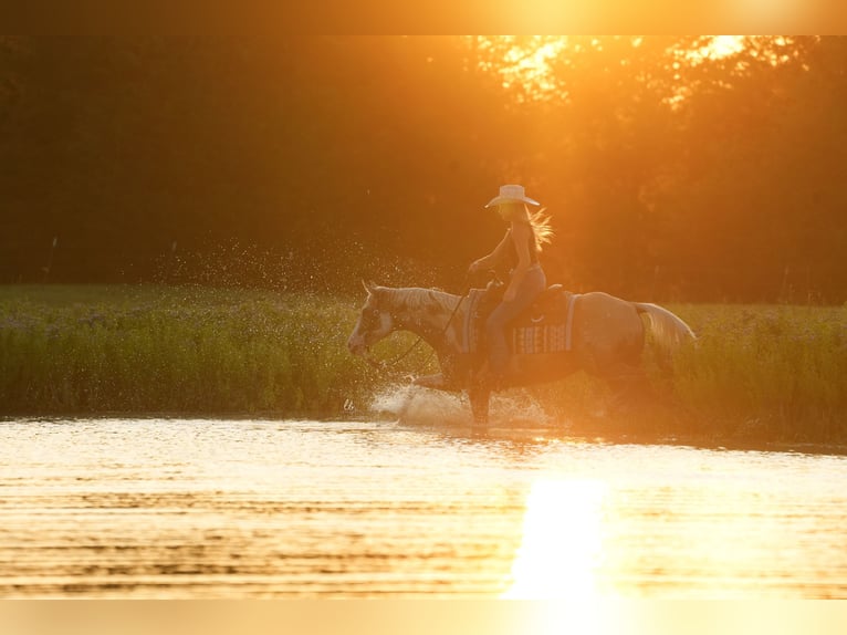 Paint Horse Hongre 5 Ans 152 cm Palomino in Terrell