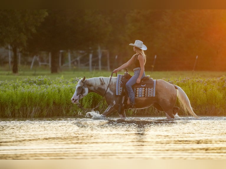 Paint Horse Hongre 5 Ans 152 cm Palomino in Terrell