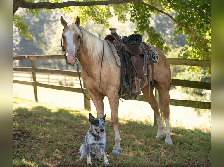 Paint Horse Hongre 5 Ans 152 cm Palomino in Narvon Paint Horse Hongre 5 Ans 152 cm Palomino in Narvon