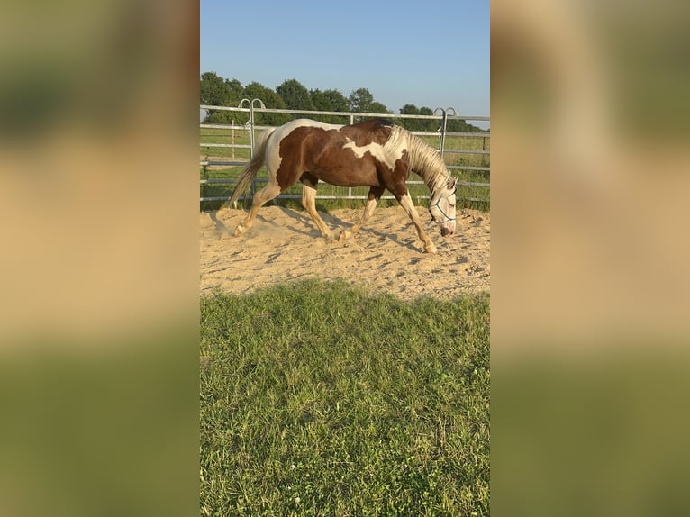 Paint Horse Hongre 5 Ans 152 cm Pinto in Hamburg KlostertorHamburg