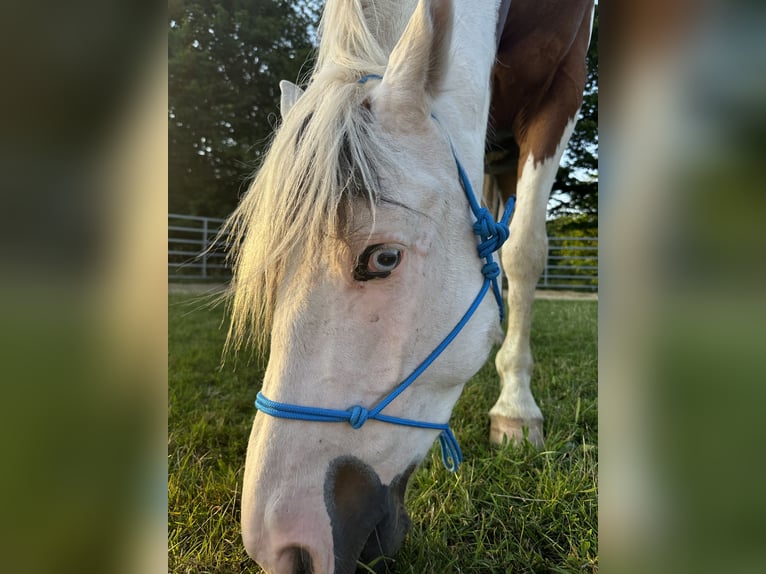 Paint Horse Hongre 5 Ans 152 cm Pinto in Hamburg KlostertorHamburg