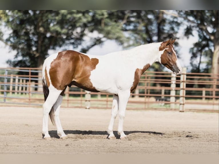 Paint Horse Hongre 5 Ans 152 cm Tobiano-toutes couleurs in North Judson IN