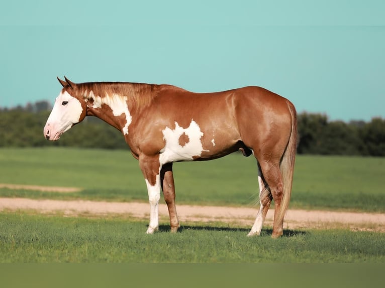 Paint Horse Hongre 5 Ans 155 cm Alezan cuivré in Whitesboro, TX