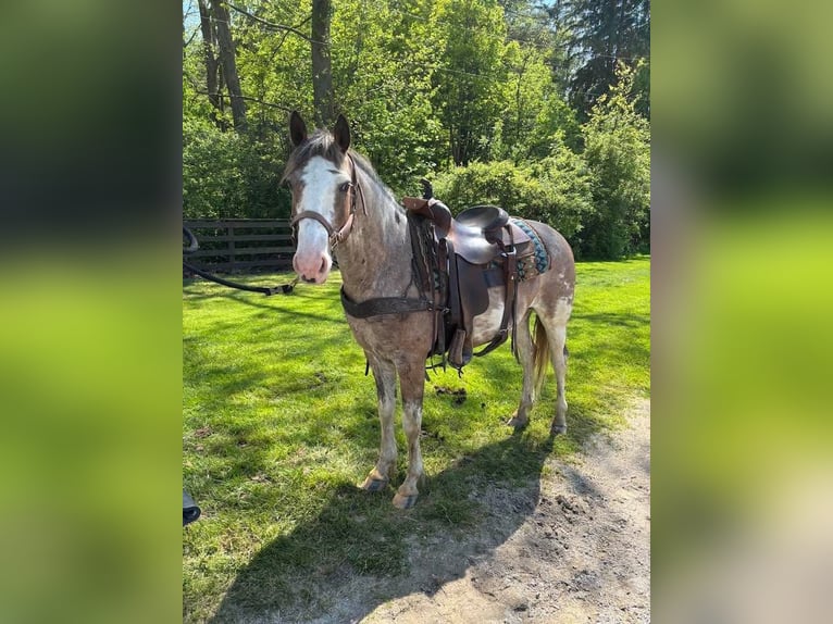 Paint Horse Hongre 5 Ans 155 cm Sabino in Mantua Paint Horse Hongre 5 Ans 155 cm Sabino in Mantua