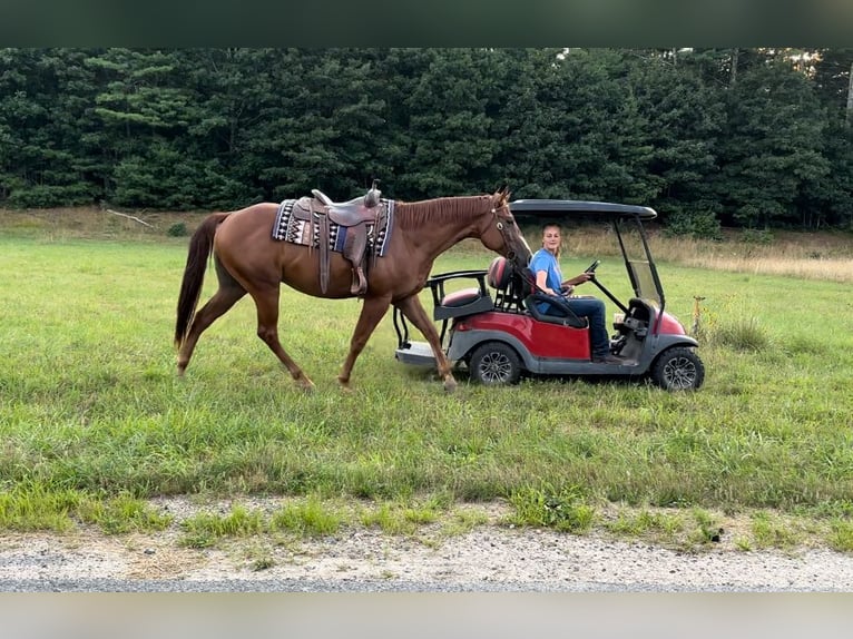 Paint Horse Hongre 5 Ans 157 cm Alezan brûlé in Rochester