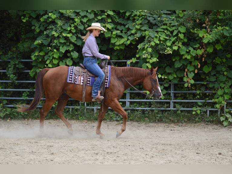 Paint Horse Hongre 5 Ans 157 cm Alezan brûlé in Rochester