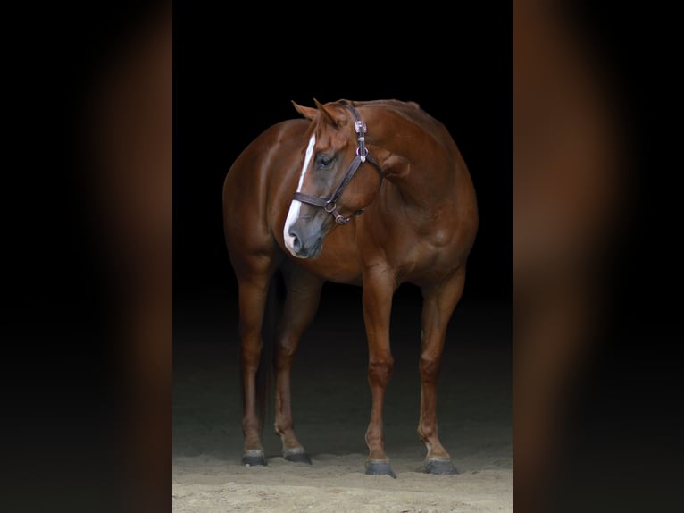 Paint Horse Hongre 5 Ans 157 cm Alezan brûlé in Rochester