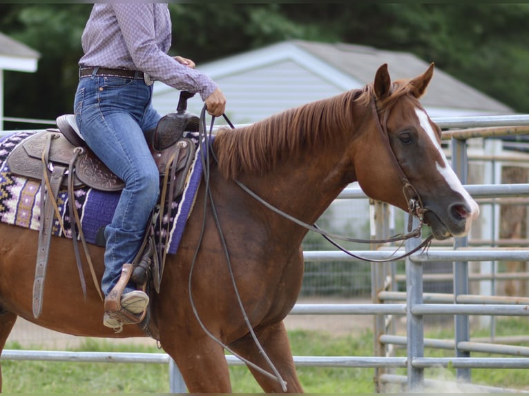 Paint Horse Hongre 5 Ans 157 cm Alezan brûlé in Rochester