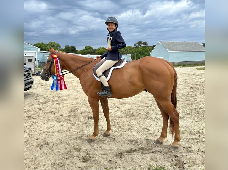 Paint Horse Hongre 5 Ans 157 cm Alezan brûlé in Rochester