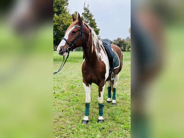 Paint Horse Hongre 5 Ans 158 cm in Parma