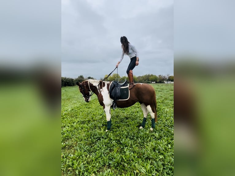 Paint Horse Hongre 5 Ans 158 cm in Parma