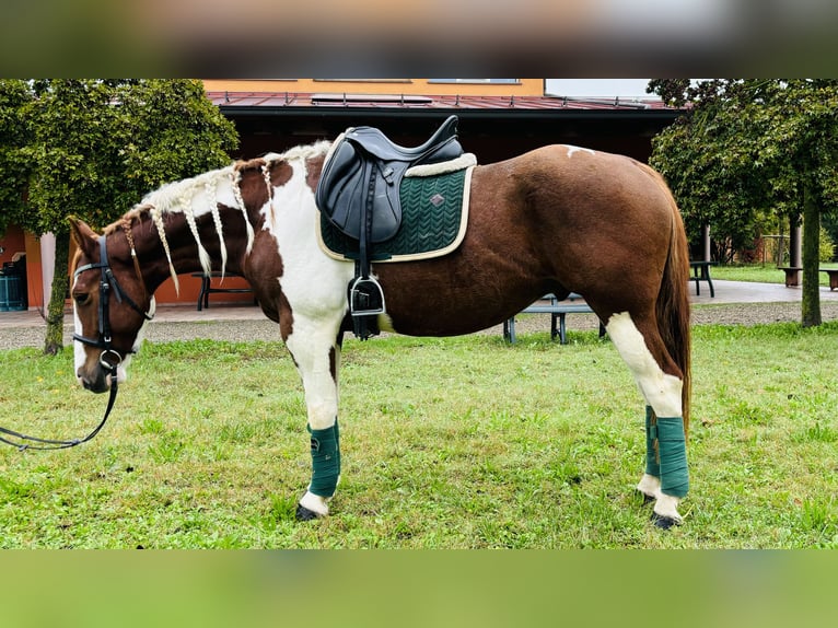 Paint Horse Hongre 5 Ans 158 cm in Parma