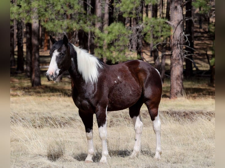 Paint Horse Hongre 5 Ans in Cottonwood AZ