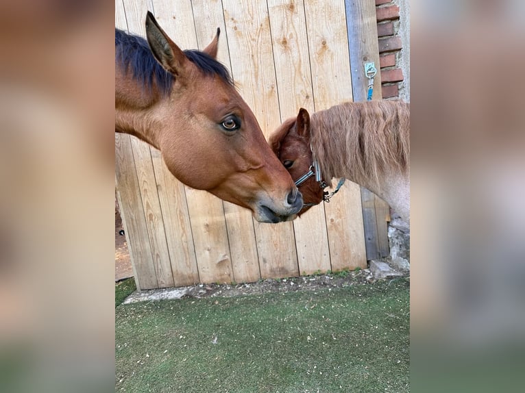 Paint Horse Hongre 6 Ans 145 cm Buckskin in Sigmundsherberg