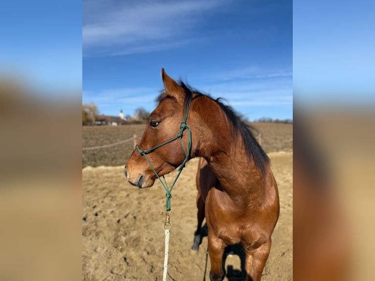 Paint Horse Hongre 6 Ans 145 cm Buckskin in Sigmundsherberg