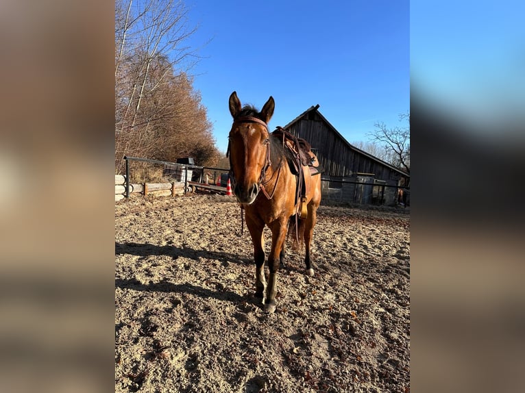 Paint Horse Hongre 6 Ans 145 cm Buckskin in Sigmundsherberg
