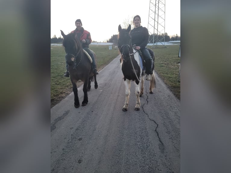 Paint Horse Hongre 6 Ans 148 cm Pinto in Remetschwil