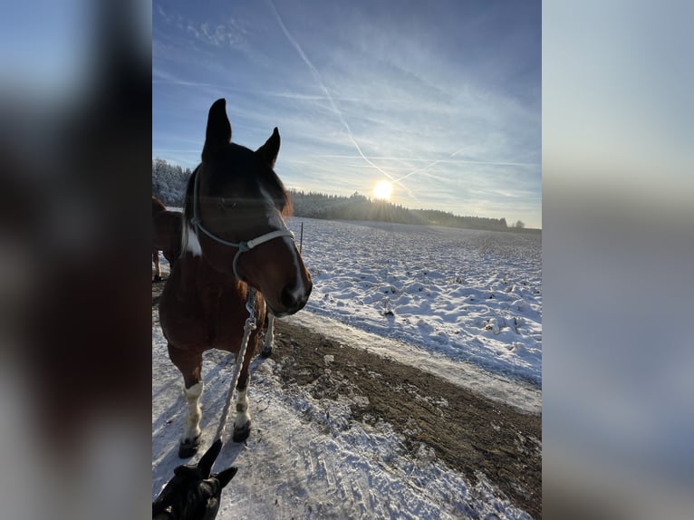 Paint Horse Croisé Hongre 6 Ans 150 cm Pinto in Poing