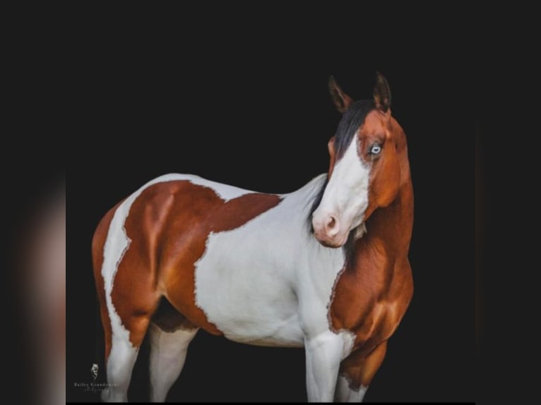 Paint Horse Hongre 6 Ans 152 cm Alezan brûlé in Dallas PA