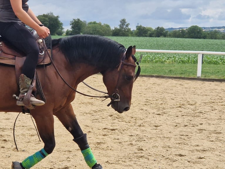 Paint Horse Hongre 6 Ans 152 cm Bai in Miesitz
