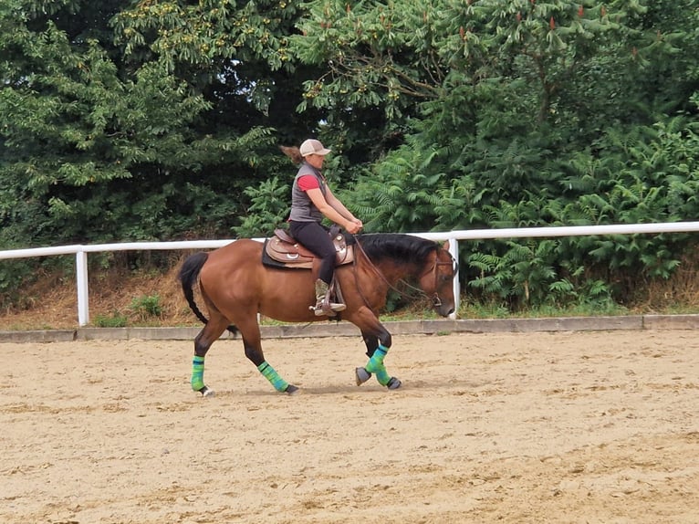 Paint Horse Hongre 6 Ans 152 cm Bai in Miesitz