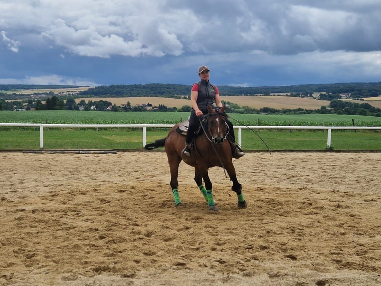 Paint Horse Hongre 6 Ans 152 cm Bai in Miesitz