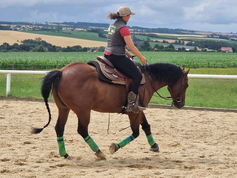 Paint Horse Hongre 6 Ans 152 cm Bai in Miesitz