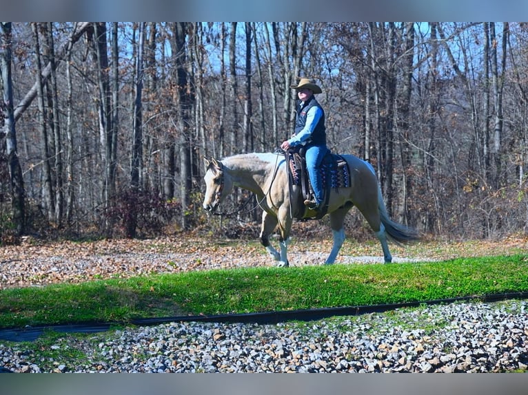 Paint Horse Hongre 6 Ans 152 cm Buckskin in Fredericksburg, OH