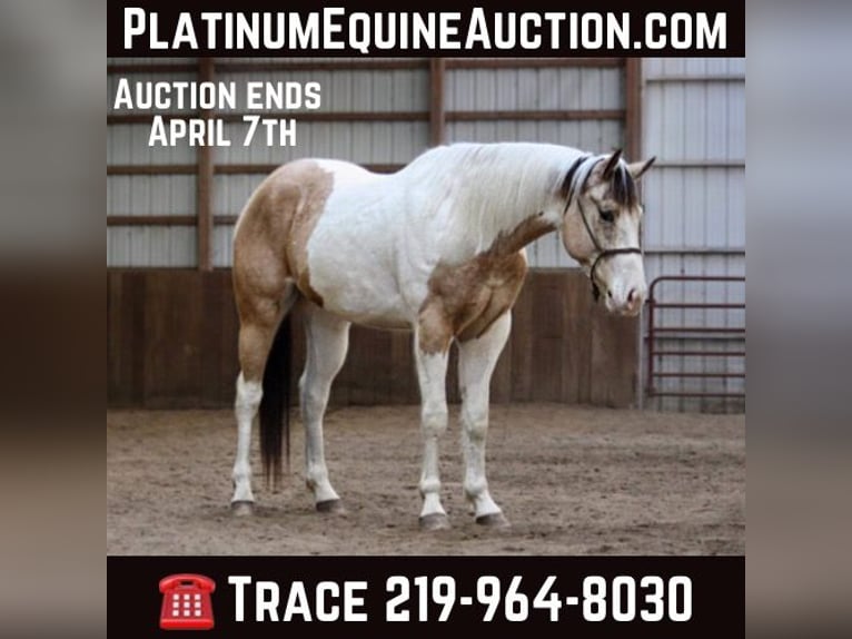 Paint Horse Hongre 6 Ans 152 cm Buckskin in North JUdson, IN