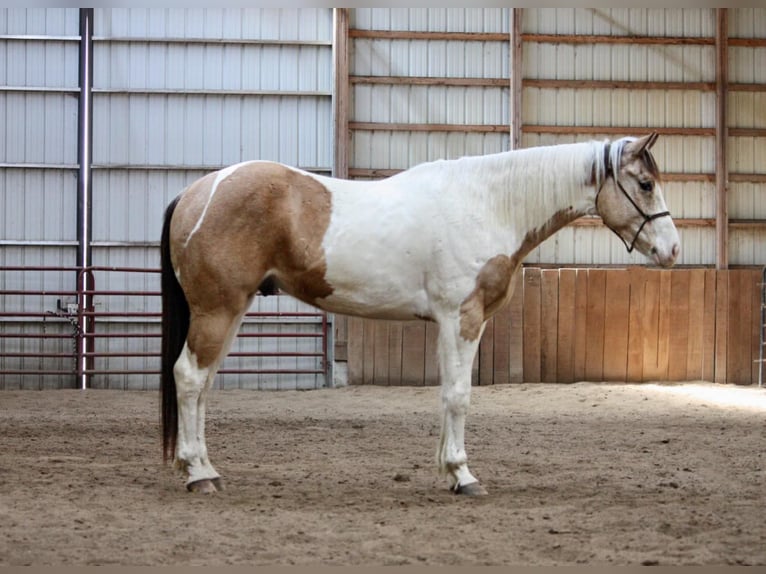 Paint Horse Hongre 6 Ans 152 cm Buckskin in North JUdson, IN