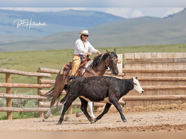 Paint Horse Hongre 6 Ans 152 cm Grullo in Great Falls, MT