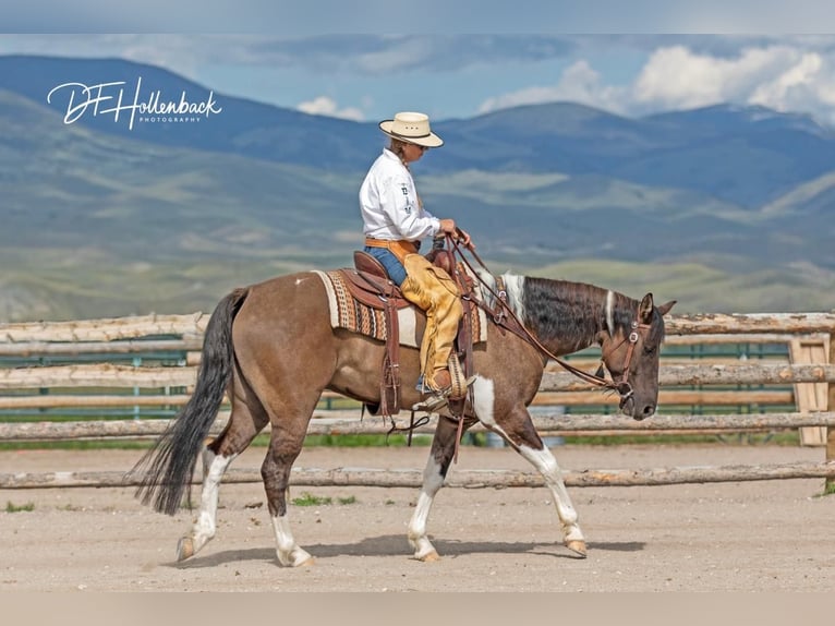 Paint Horse Hongre 6 Ans 152 cm Grullo in Great Falls, MT