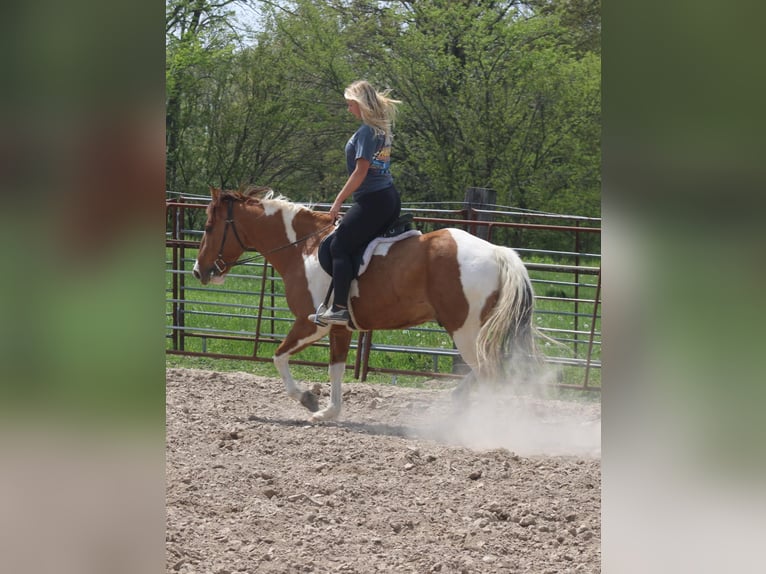 Paint Horse Hongre 6 Ans 152 cm Pinto in Charleston