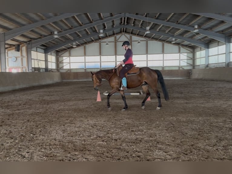 Paint Horse Hongre 6 Ans 153 cm Bai in Neubrandenburg