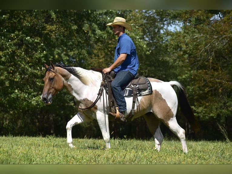 Paint Horse Hongre 6 Ans 155 cm Isabelle in Somerset