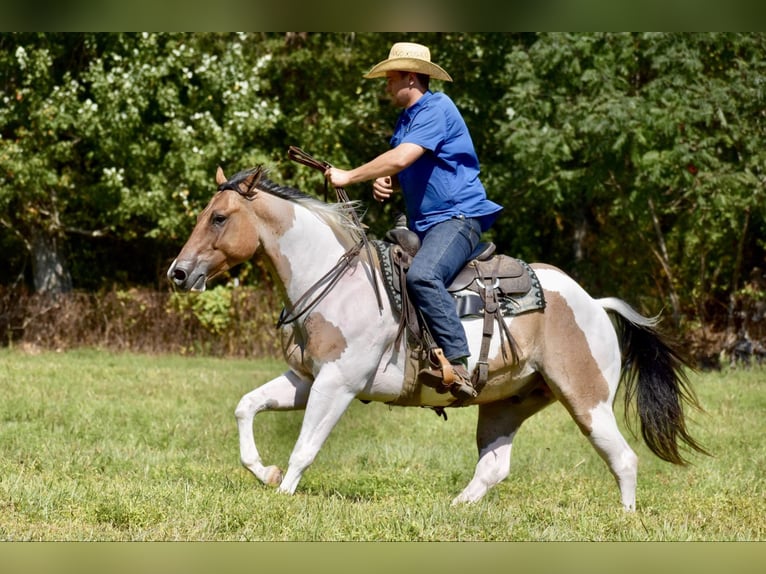 Paint Horse Hongre 6 Ans 155 cm Isabelle in Somerset